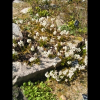 Lierre de Mandchourie - Aceriphyllum Rossii (fam Saxifragees) (Chine) (01)